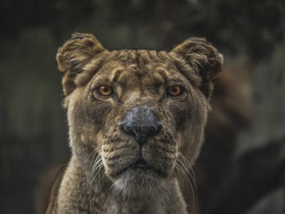 Story Templates Pack